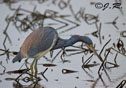 Egretta tricolor